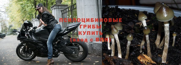 PSILOCYBIN Горняк